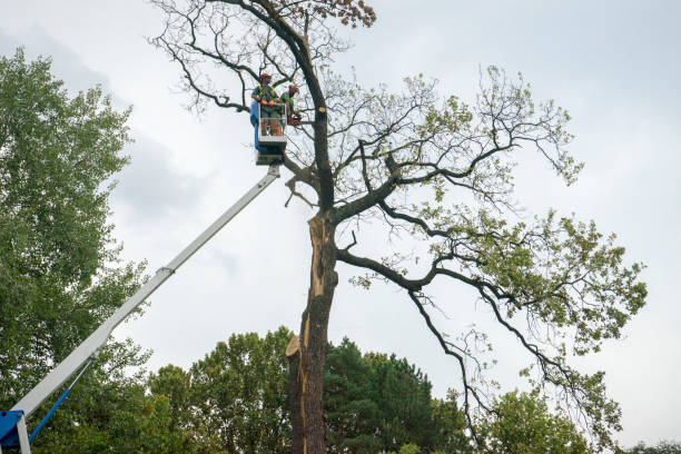 Reliable Watertown, SD  Tree Services Solutions