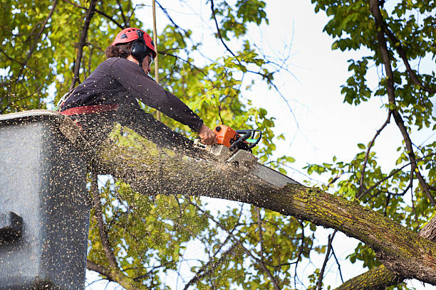 Best Tree Mulching  in Watertown, SD